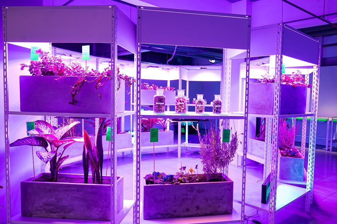 Botannica Tirannica: vista do jardim sob iluminação violeta. O Mundo Através da IA, Sesc 24 de Maio, São Paulo, 2026.
