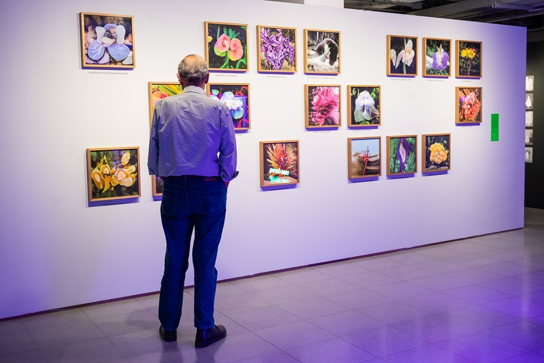 Visitante observa as imagens de Botannica Tirannica. O Mundo Através da IA, Sesc 24 de Maio, São Paulo, 2026.